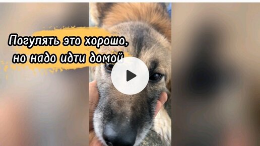 Погулять это хорошо, но нужно идти домой 🐶