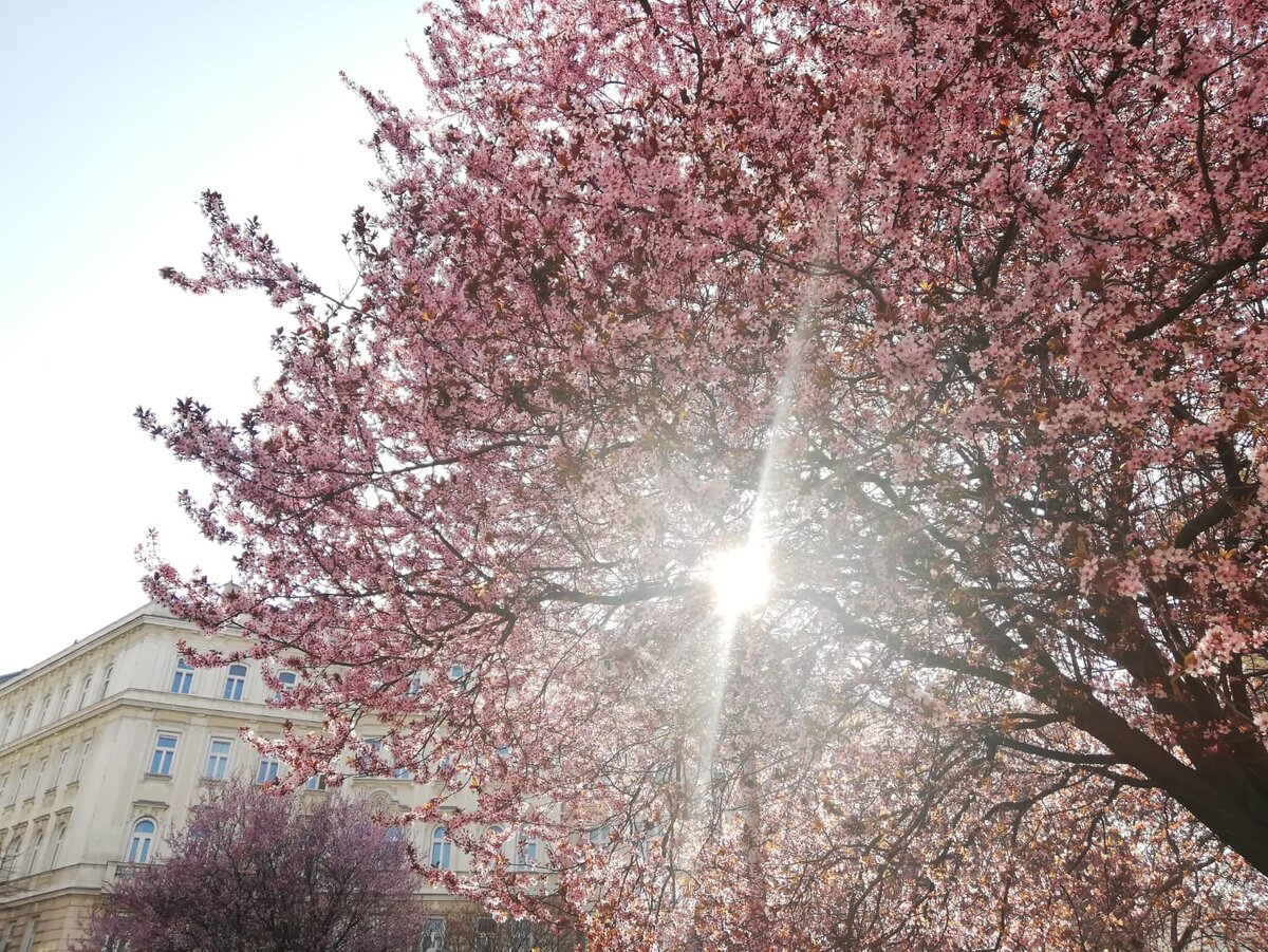Вена весной. Фото Дианы Ханяфиной
