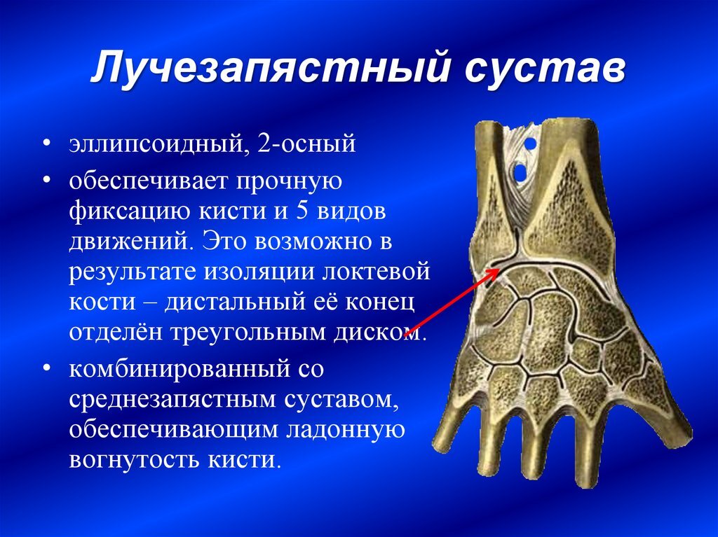 Лучезапястный сустав анатомия строение фото