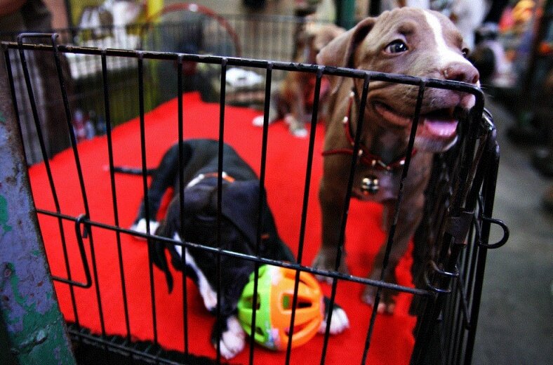 Фото: Flickr.com/ mcsherryp 