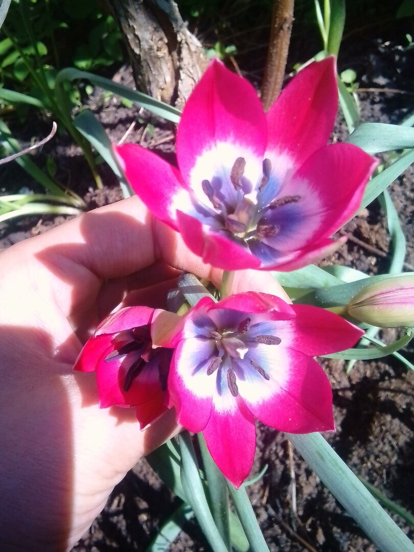 Тюльпан Литтл Бьюти. Фото из моего сада.