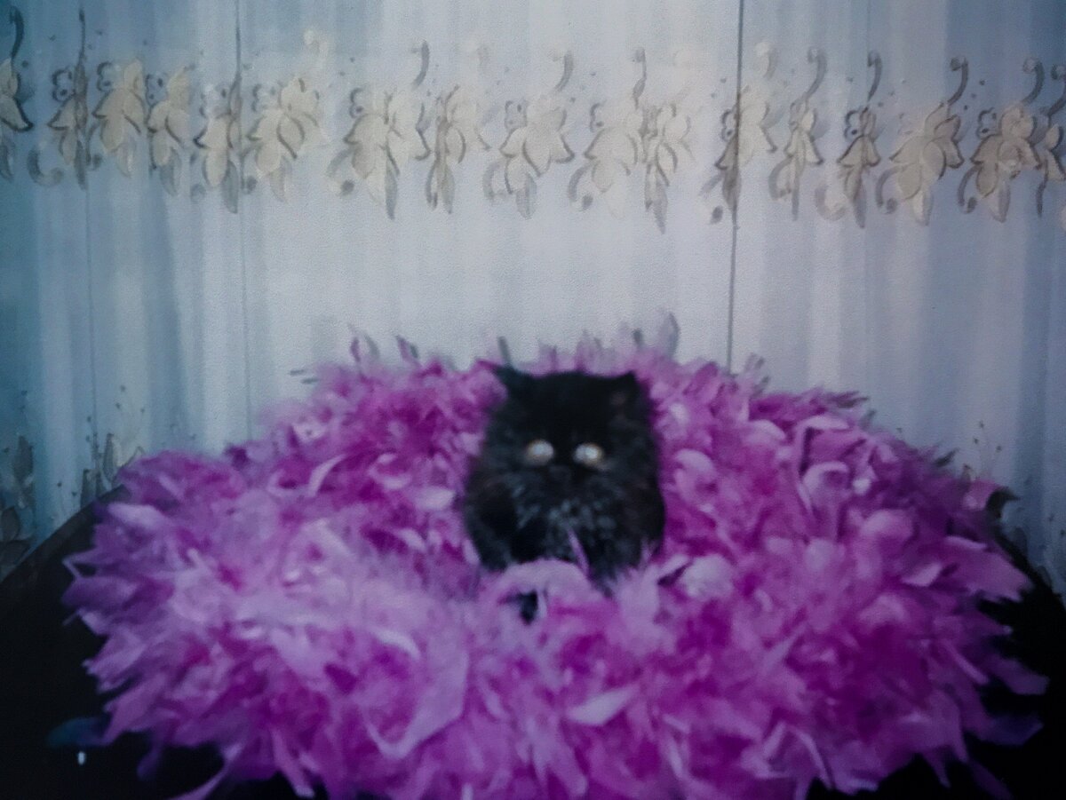 2000 год. Тиша только появился в нашем доме. 