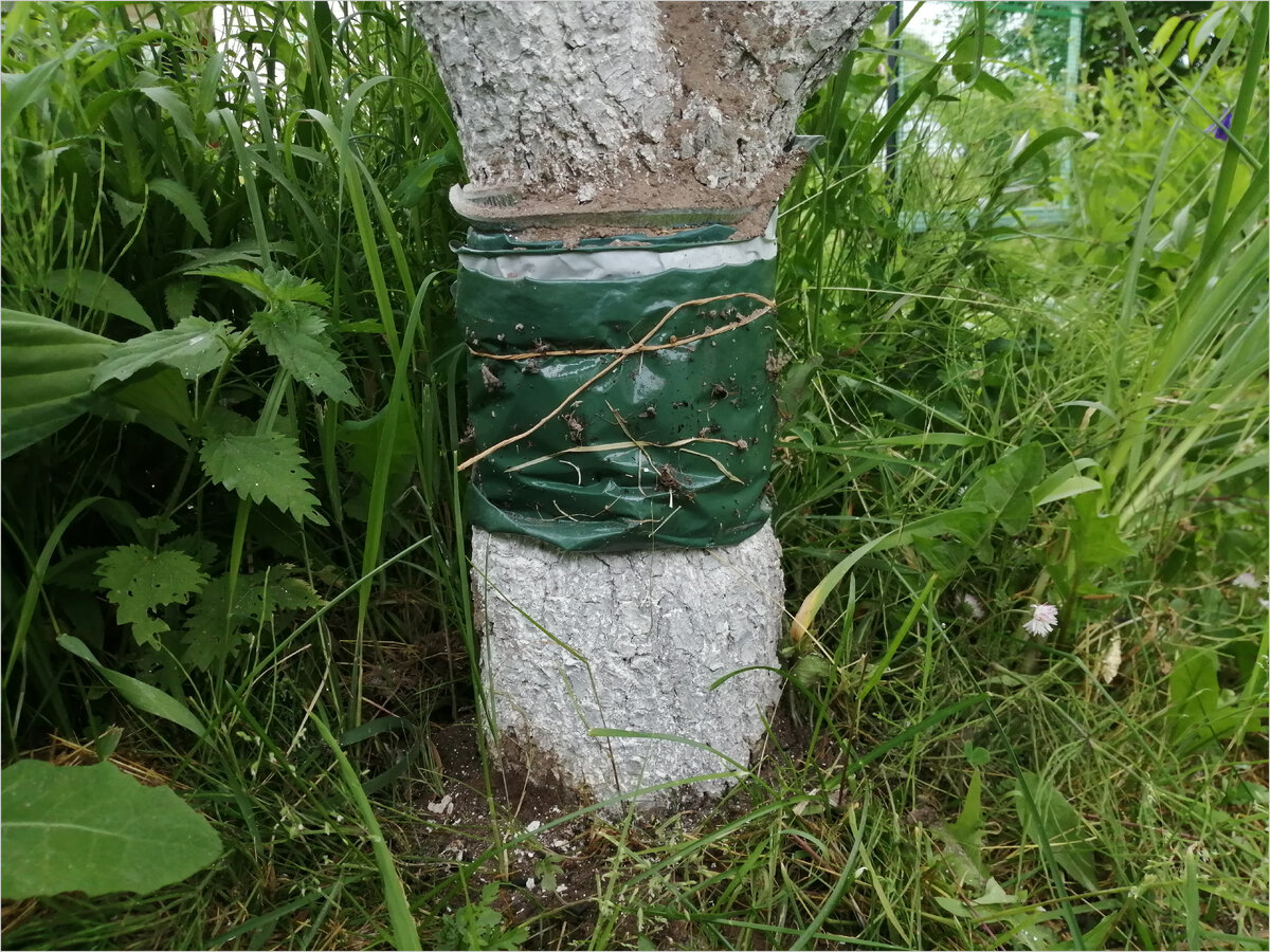 Ловчий пояс. Муравьи пролезают под поясом.