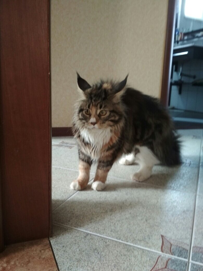 кошь Муся фото автора