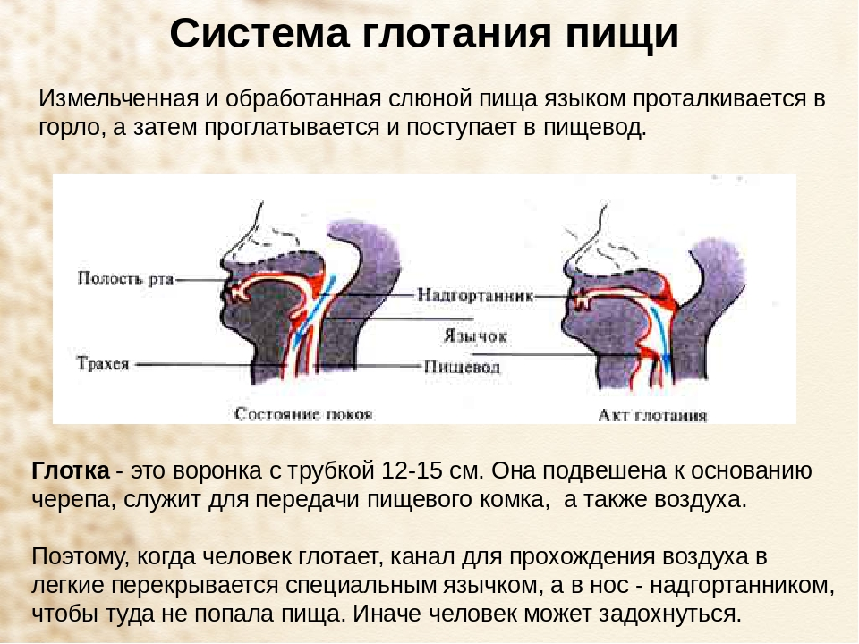 Полость страдать. Трудности при глотании пищи. Гортань при проглатывании пищи. Попадание пищи в гортань.