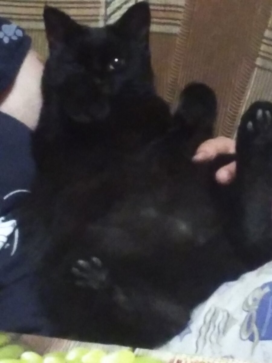 Корова Лизонька)))