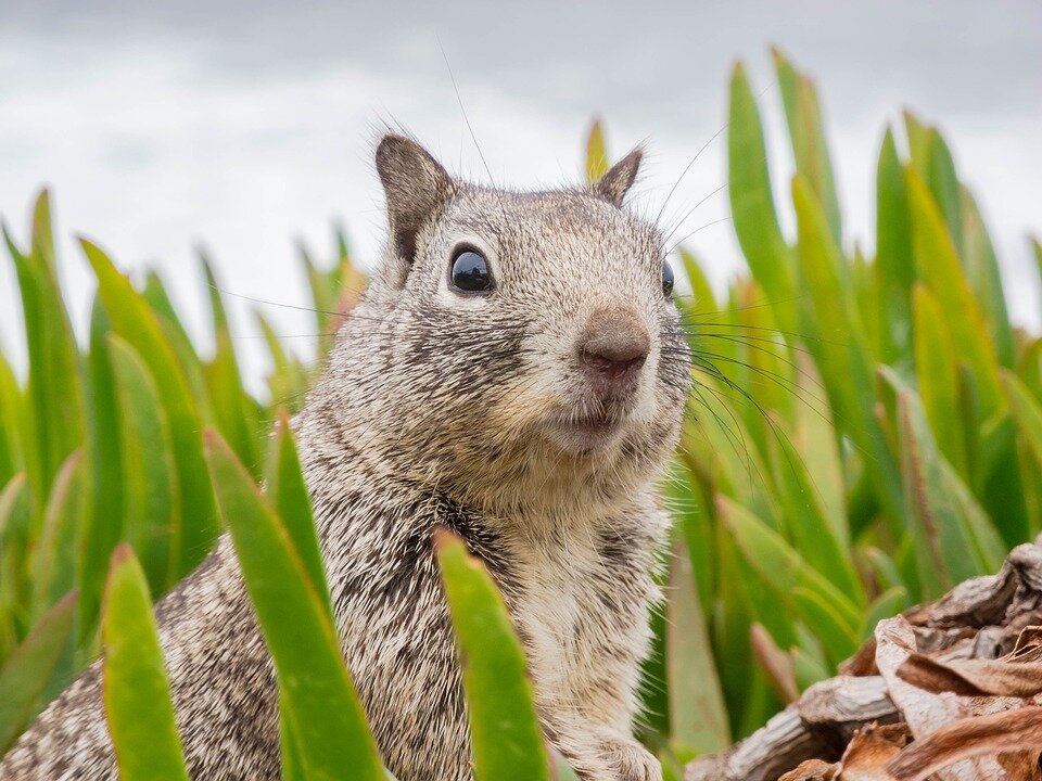 https://pixabay.com/photos/surprised-sweet-animal-squirrel-3786845/