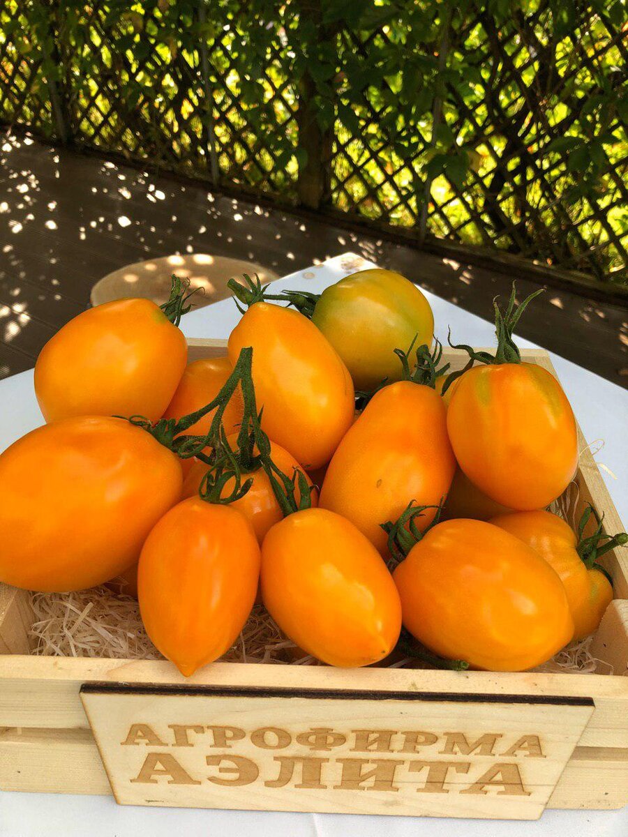 Томат «лимончики минусинские». Лимонные дольки помидоры. Помидоры лимонные жёлтые. Томат гигант лимонный 0,1 г. Сорт томатов балтийский.