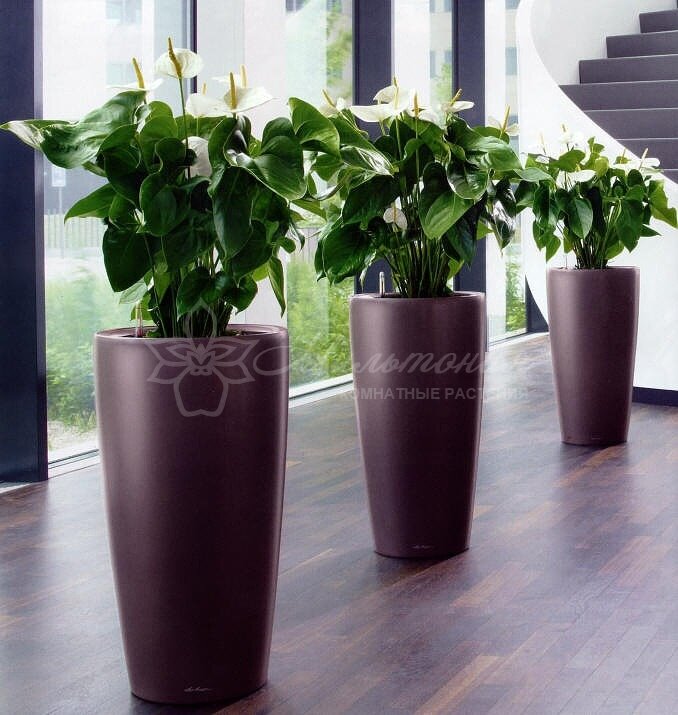 Цветы в интерьере