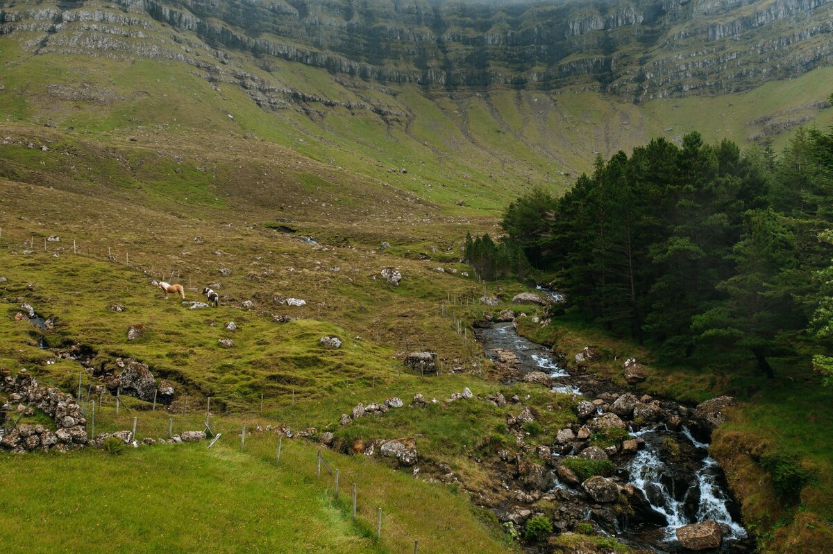 Лес и лошади на острове Куной