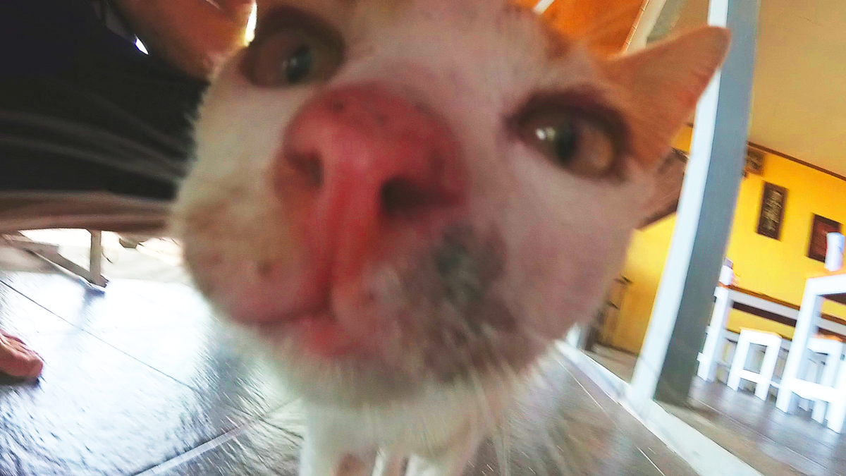 Кот матерится
