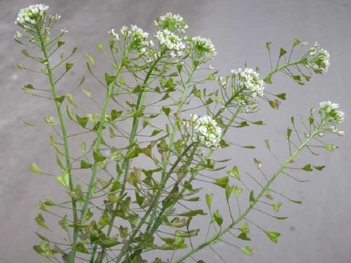 Фото из сети, в свободном доступе