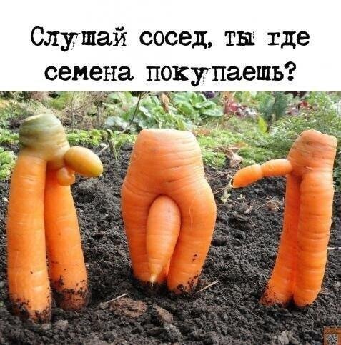 2) Какой хозяин - такая и морковь