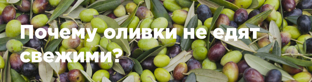 3 причины почему оливки не едят свежими