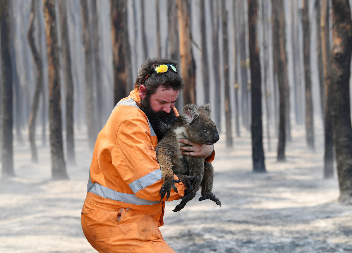 Как спасаться от животных. Лесные пожары в Австралии 2019. Лесные пожары в Австралии 2020. Спасение коал Австралии от пожара. Пожар в Австралии 2020 животные.