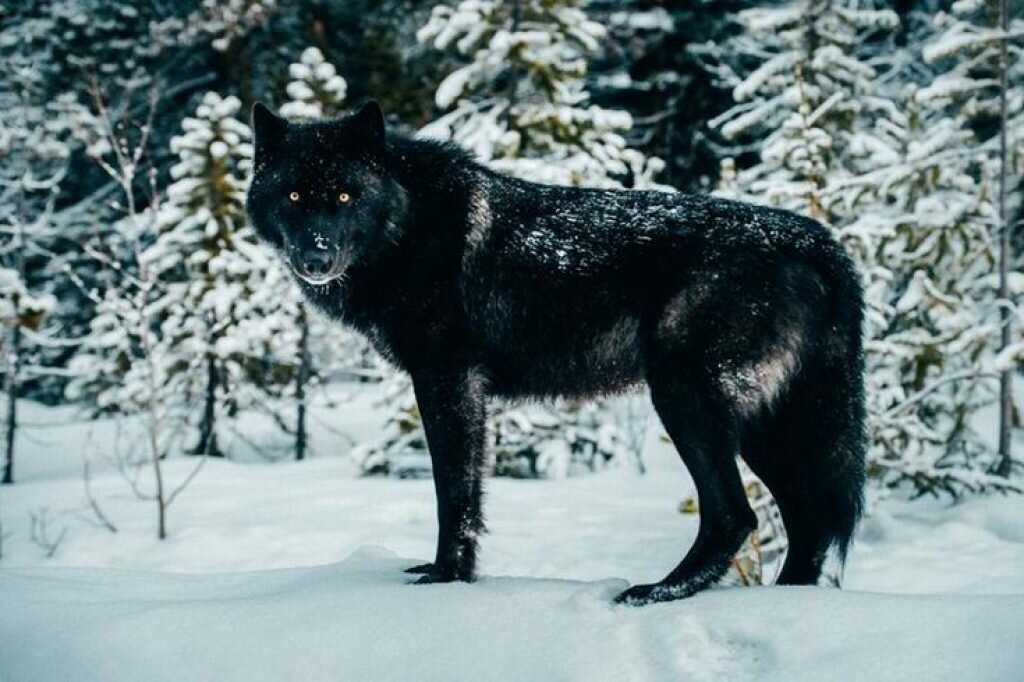 Красиво правда??? Фото взято из Яндекс картинок.