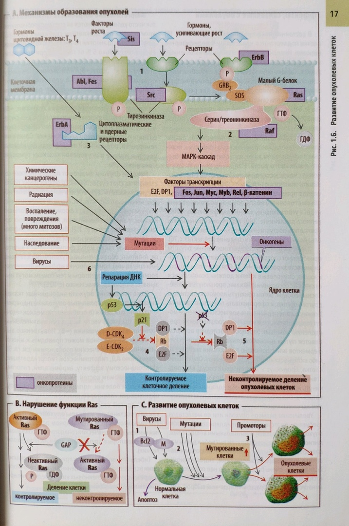 Небольшая схема развития опухолевых клеток. Клиническая патофизиология: атлас.  Зиобернагль, Ф. Ланг