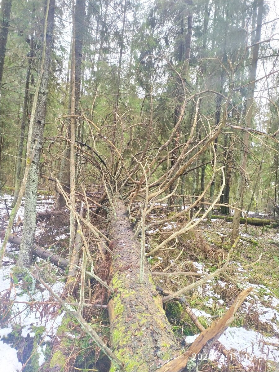 Вот такие валежники у нас на всех тропках