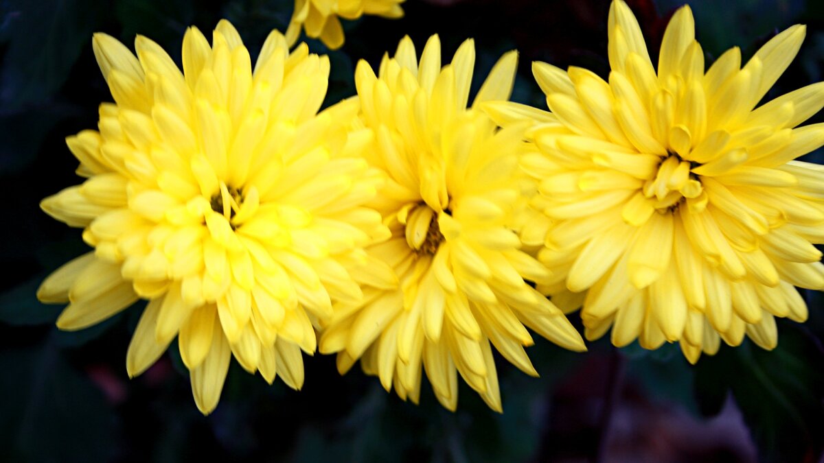 Хризантемы         Фото М.Антоновой