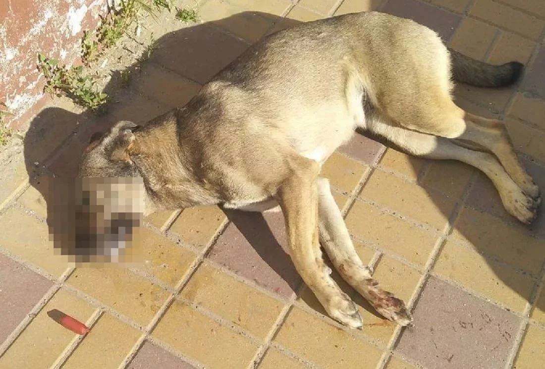 Фото из интернета.