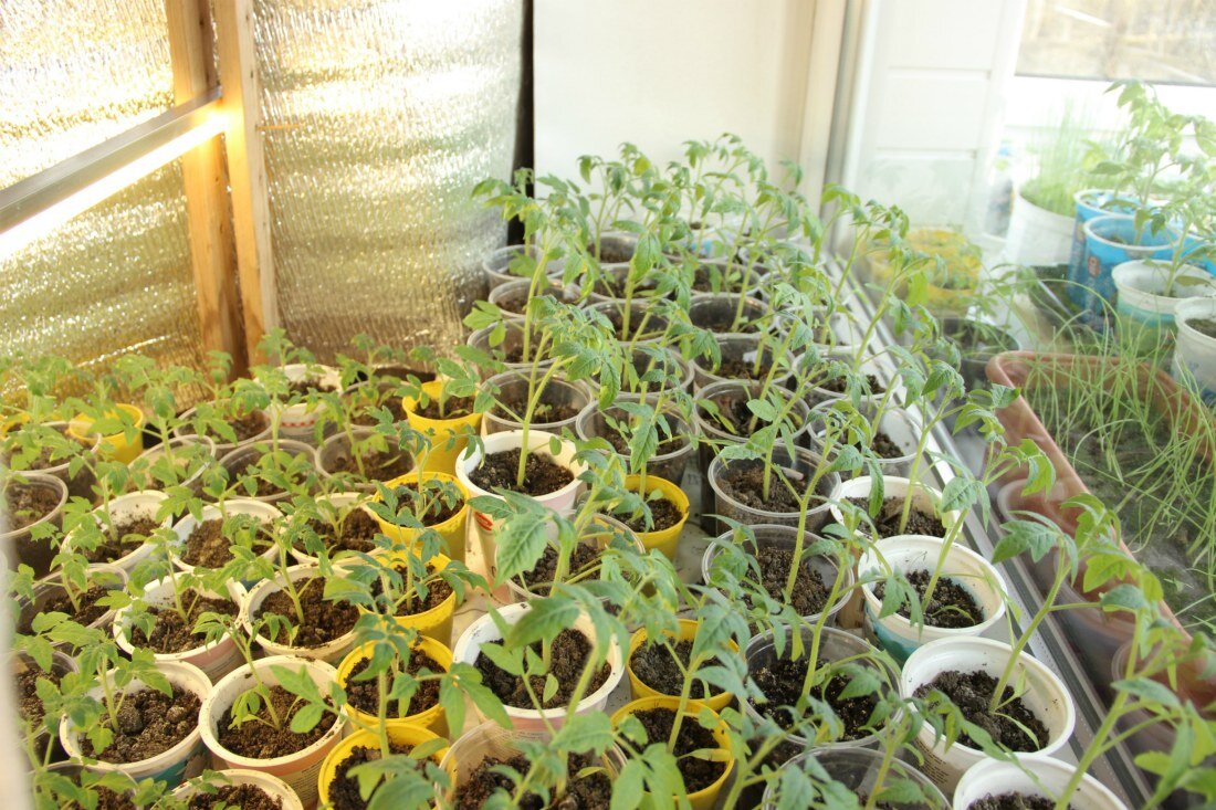 Вытягивание рассады - распространенная проблема