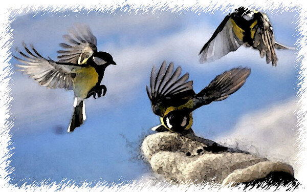 Птица принесла потерянную соску