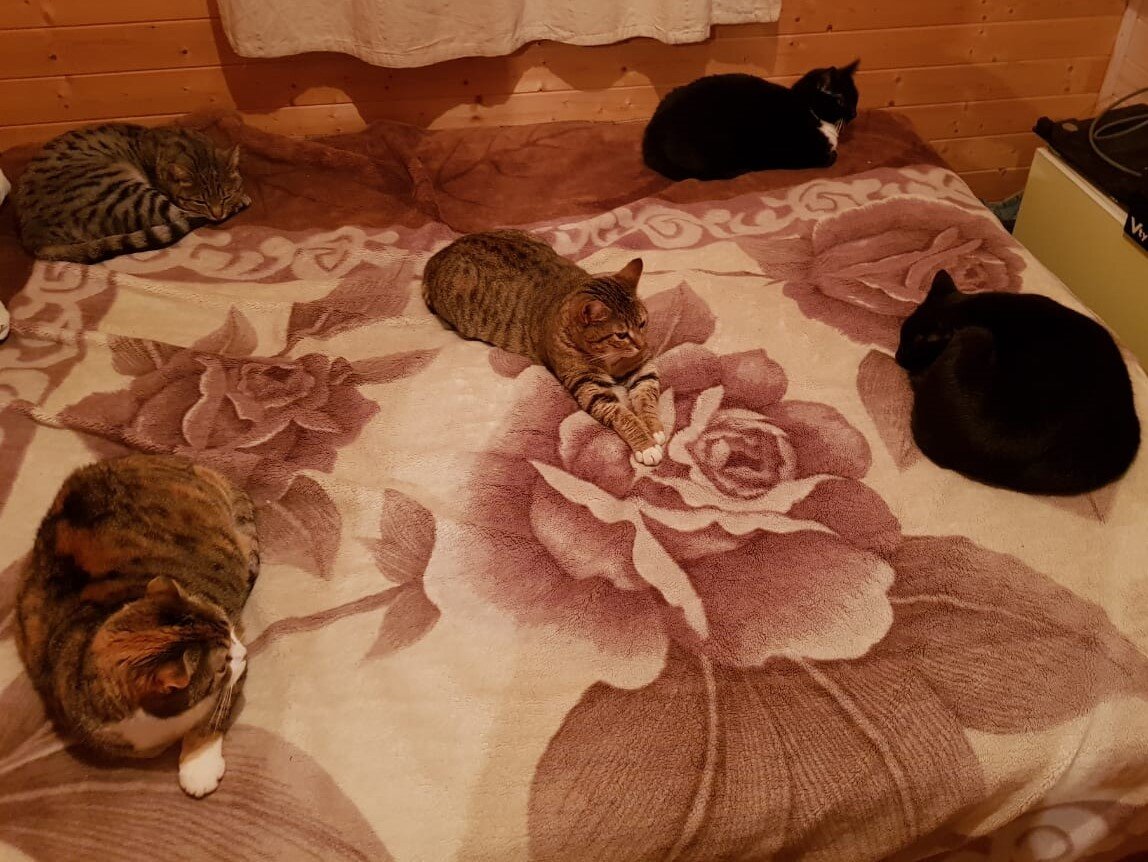 Фото из личного архива  Маня(слева снизу), Кося(слева сверху), Тигра(по центру), Бусинка(справа сверху), Мишка(права снизу), Барсик(гуляет)