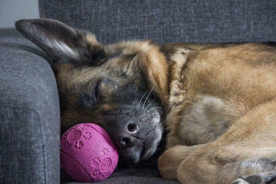  https://cdn.pixabay.com/photo/2017/10/04/20/42/dog-2817560_960_720.jpg 