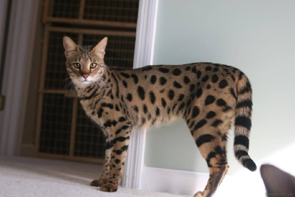  В 2006 году, американская биотехнологическая компания Lifestyle Pets представила миру свое творение – кошку породы ашера.