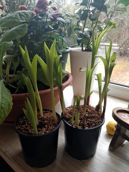 Неизвестные "ростки" в горшках. Листайте галерею