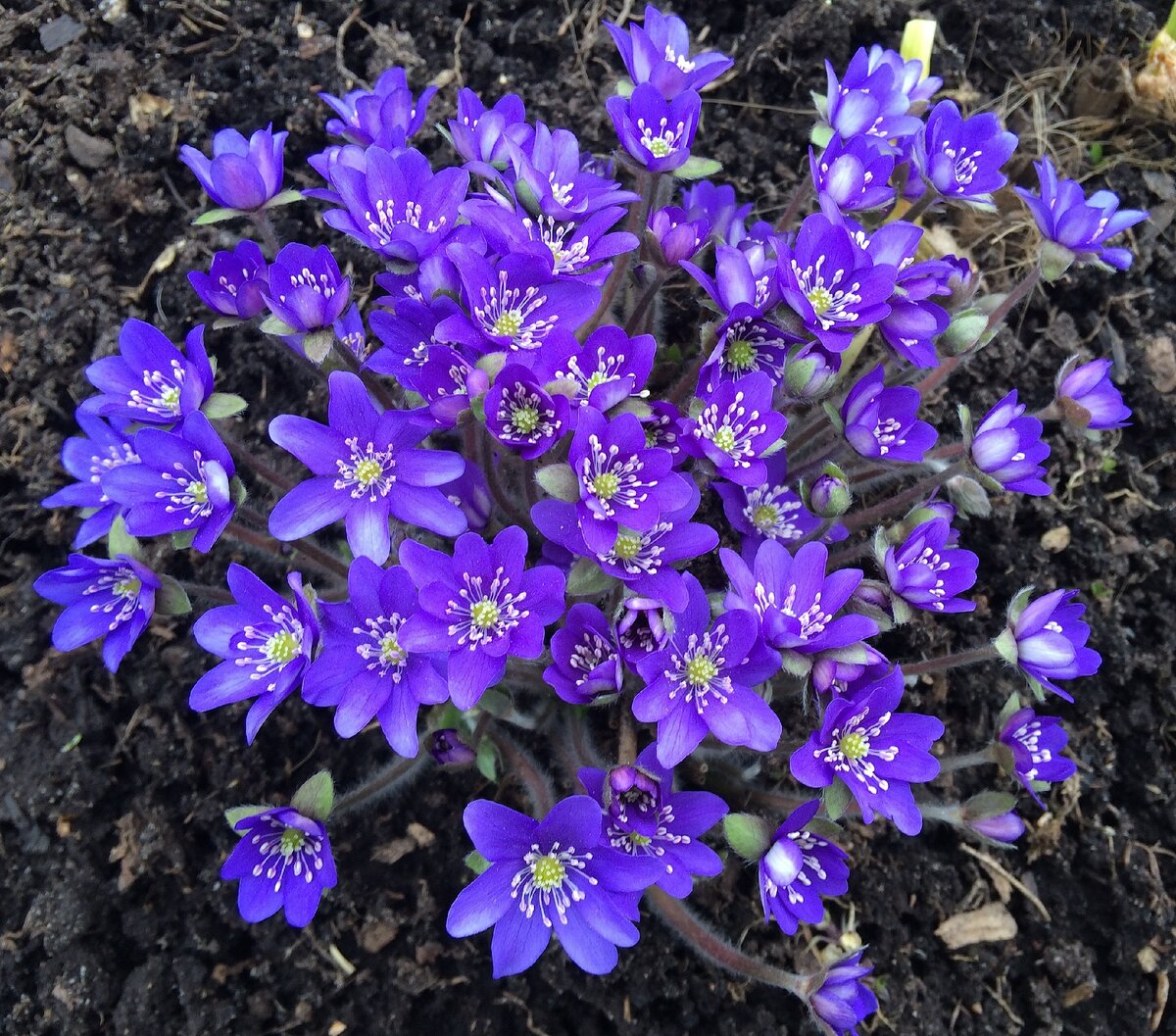 Печеночница благородная (Hepatica nobillis)