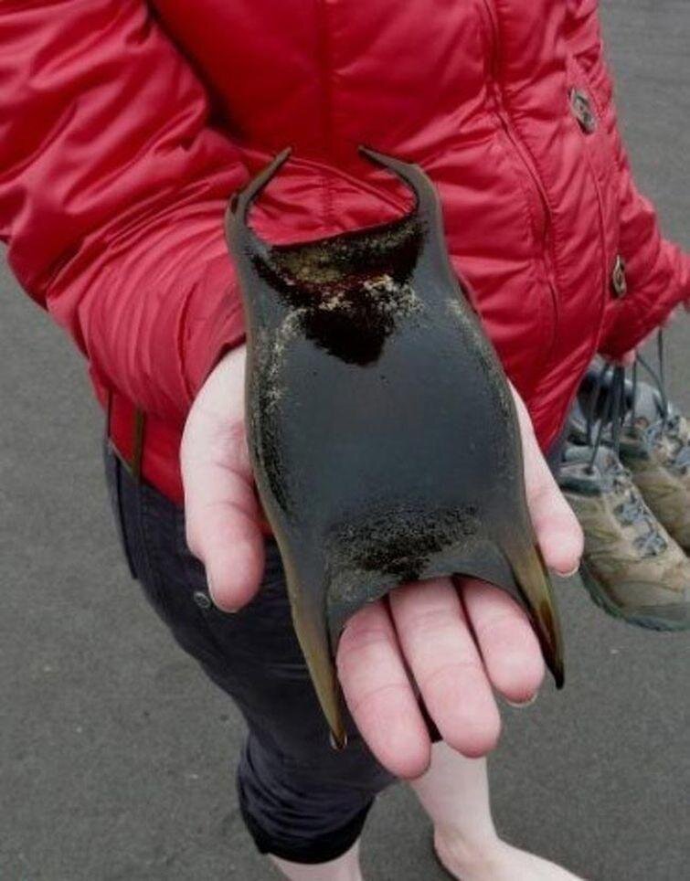 Так выглядит яйцо ската