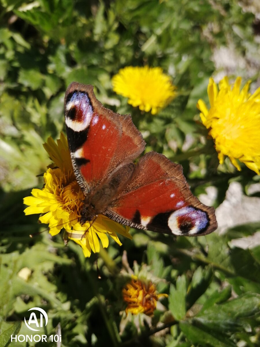 Фото автора. Это та самая глазастая бабочка