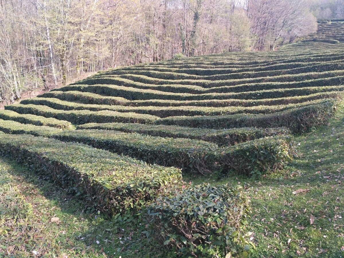 Чайная плантация