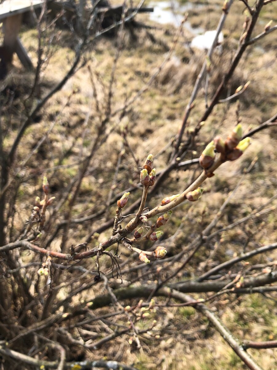 Листочки вот-вот распустятся