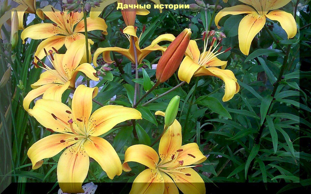 https://vk.com/photo-159774511_457243631