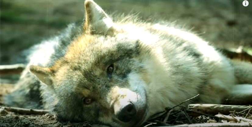 Передняя лапа волка угодила в старый ржавый капкан,оставшийся с тех пор когда еще охотились.