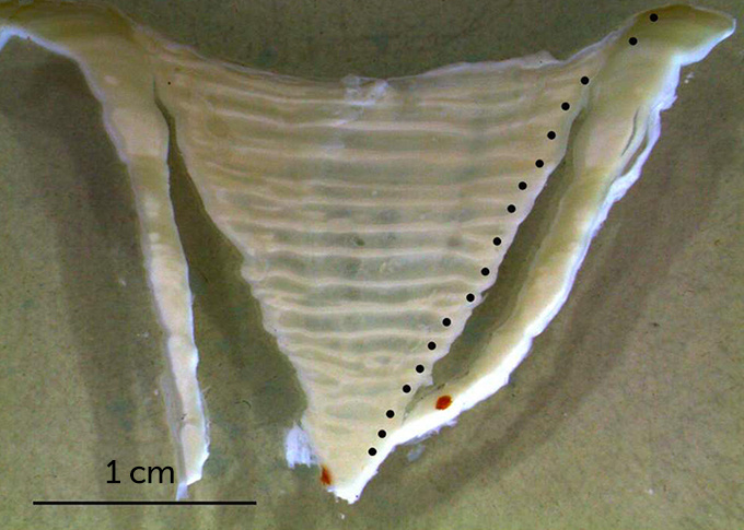 https://www.sciencenews.org/article/cold-war-nuclear-test-residue-offers-clue-whale-shark-ages