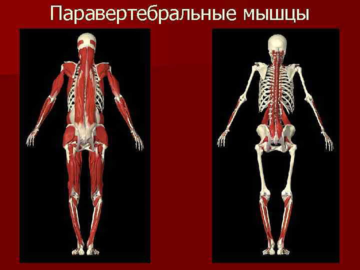 Паравертебральные мышцы