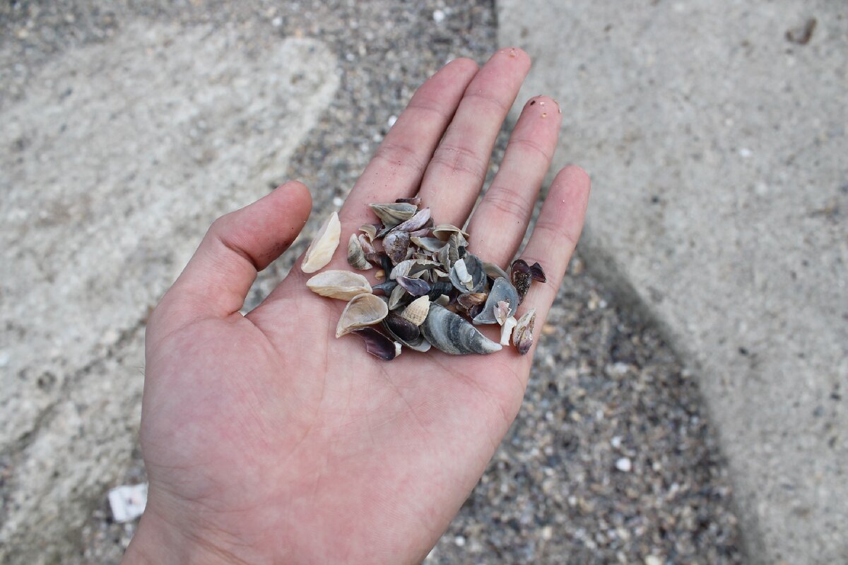 Головной Бардак 