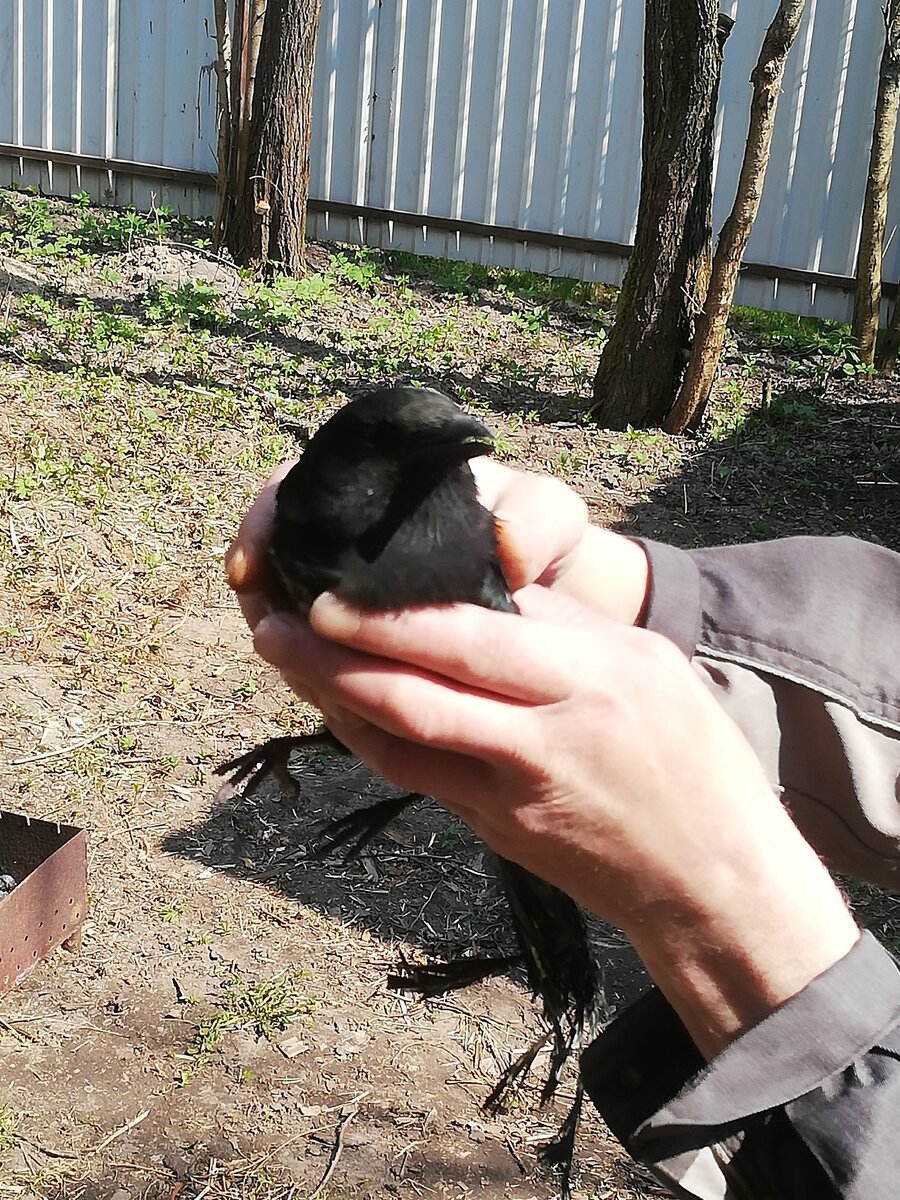 Наша спасенная белобока