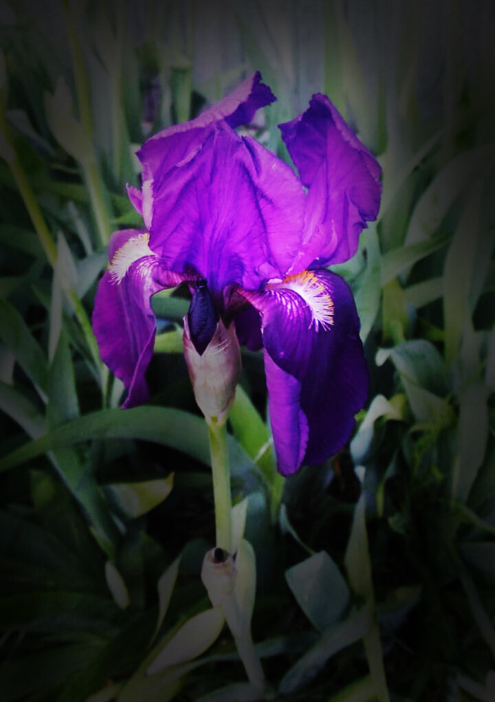 фото автора #ирисовые ароматы  #цветочные ароматы 