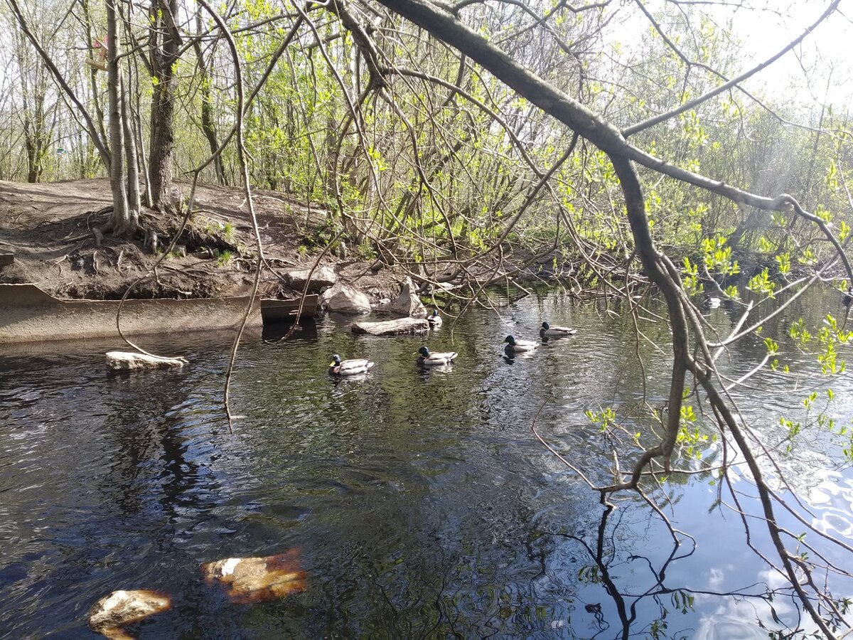 Юнтоловский заказник фото сейчас