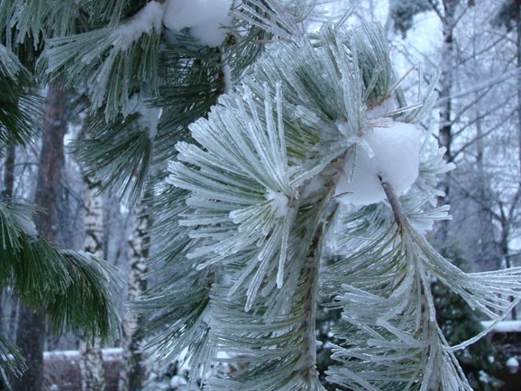 Ледяной дождь. Ледяной дождь 2010. 2010 Год, декабрь. Ледяной дождь в России. Ледяной дождь в Москве 2010.