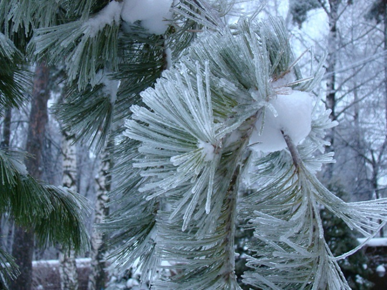 Ледяной дождь 2010