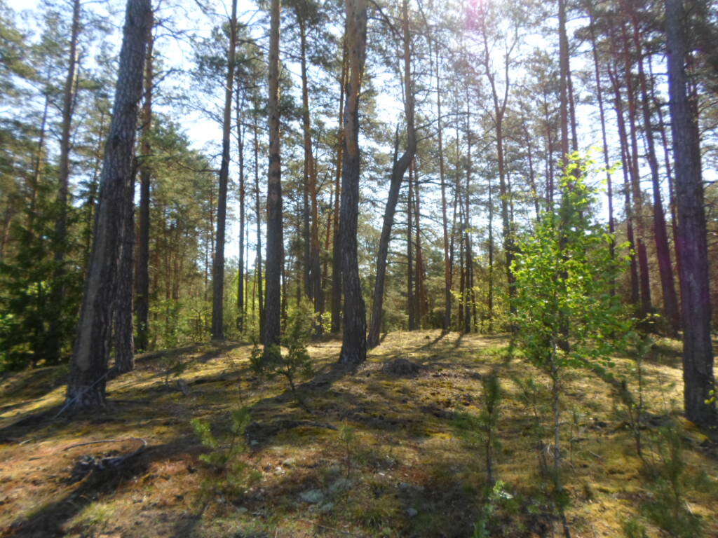 Леса в Брестской области