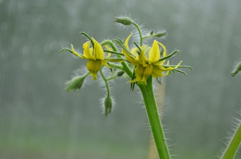 Обильное цветение томатов.