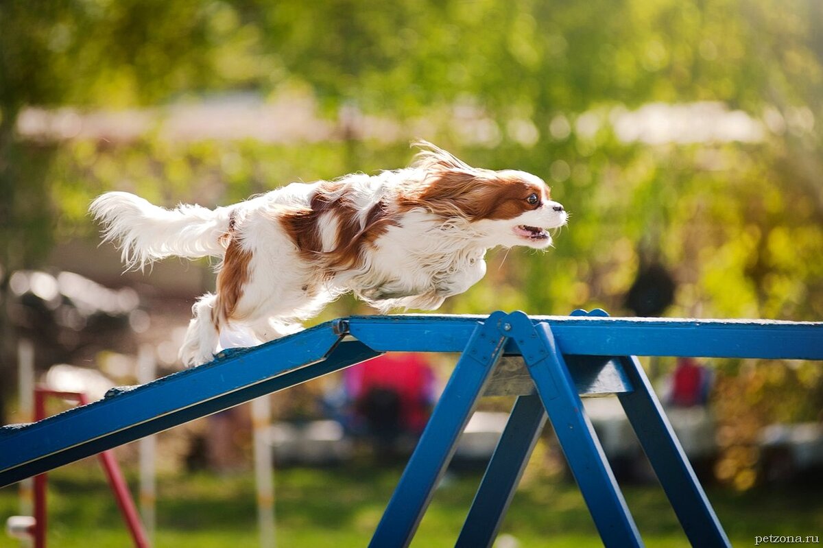 (Кавалер-кинг-чарльз-спаниель) https://petzona.ru/wp-content/uploads/2019/02/adzhiliti-bystrota-provorstvo-lovkost-2.jpg