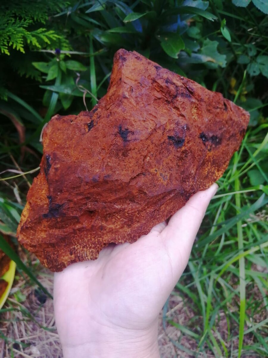 Чага березовая, молодая, очищенная