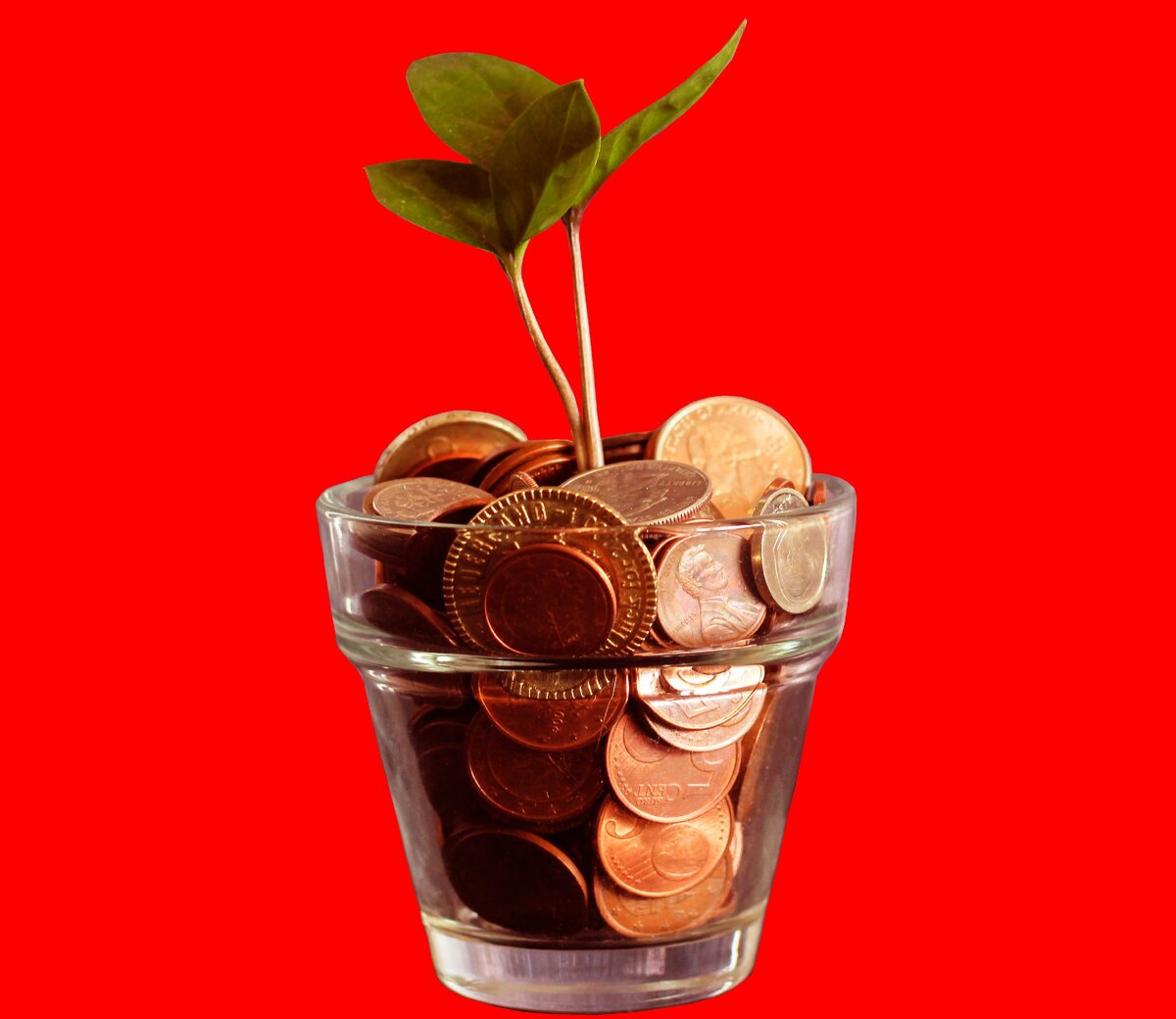 Денежное дерево ^_^